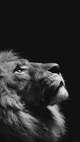 Lion upward black and white - free 3d render wallpaper