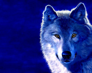 Wolf yellow eyes blue black - a wolf free wallpaper