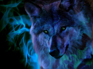 Wolf green eyes blue background - a wolf free wallpaper