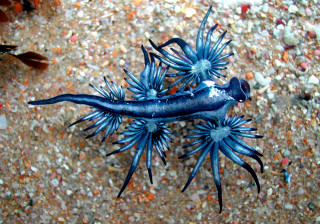 Blue sea slug sandy beach - sandy free wallpaper