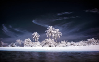 Beach palm trees cloudy sky 2 - chris friel free wallpaper