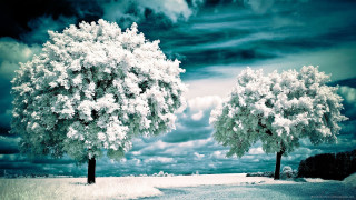 Trees snow road clouds background - a couple of trees free wallpaper