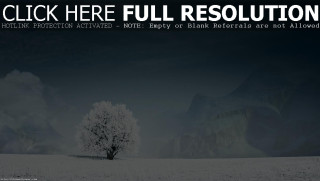 Lone tree snowy field dark - a dark sky in the background free wallpaper