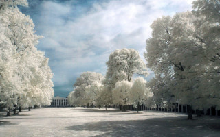 Park trees snow cloudy sky - david chipperfield free wallpaper