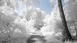 Black white path park trees - ambient occlusion free wallpaper