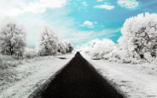 Black white road field trees - both side free wallpaper