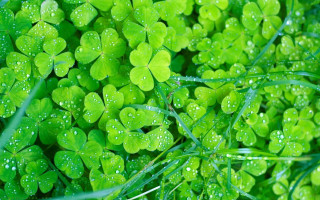 Clover closeup water droplets grass - a close up of a bunch free wallpaper for desktop