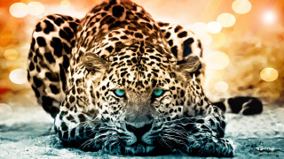 Leopard blue eyes laying head - symmetrical eye free wallpaper