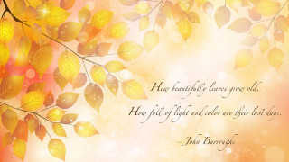 Tree leaves quote harvest fall - a picture of a tree free wallpaper