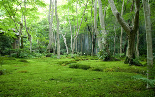 Lush green forest trees grass 2 - moss free wallpaper