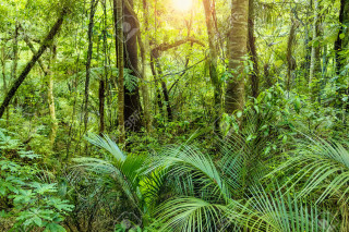 Lush green forest trees plants 2 - forest free wallpaper for desktop