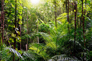 Lush green forest sunlight jungle - jungle free wallpaper