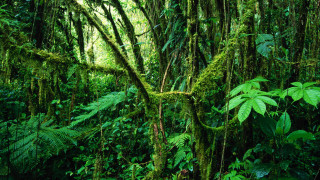 Lush green forest mossy vegetation 2 - jungle free wallpaper