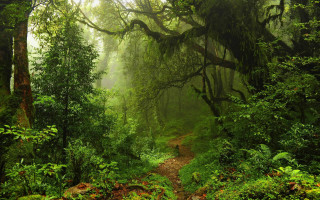 Dense green forest path trail - afewerk tekle free wallpaper