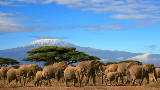 Elephants herd dry grass field 4 - dry free wallpaper