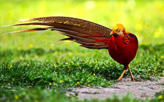 Bird red yellow tail grass 2 - tail free wallpaper