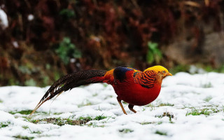 Red yellow bird snow wings - an zhengwen free wallpaper