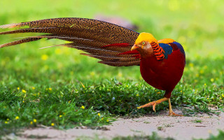 Colorful bird long tail park - rich free wallpaper