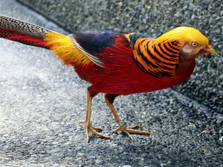 Colorful bird walking paved road - adam rex free wallpaper