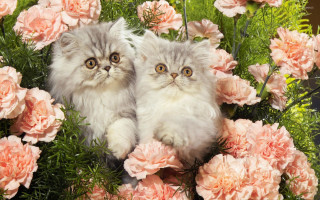 Cats bouquet flowers looking camera - the other looking free wallpaper