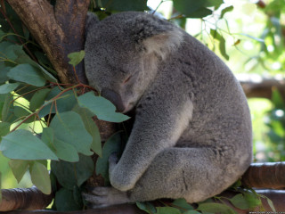 Koala sleeping tree head branch - a koala bear free wallpaper