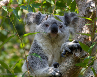 Koala bear sitting tree sad 2 - a koala bear free wallpaper