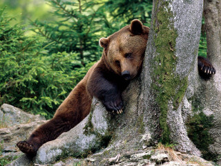 Bear leaning tree woods nature - the tree trunk free wallpaper