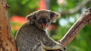 Koala bear sitting tree head 2 - a koala bear free wallpaper