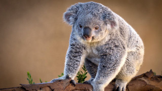 Koala sitting tree branch sad - aloysius okelly free wallpaper