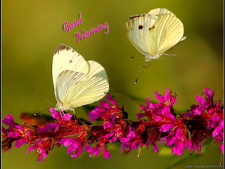 Two white butterflies pink flower - the word good morning free wallpaper