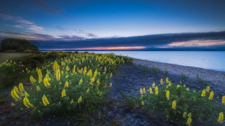 Field flowers beach sunset water - a field of flowers free wallpaper