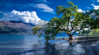 Tree lake mountains blue sky 2 - the middle of a lake free wallpaper