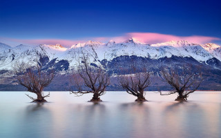 Trees water mountains snow pink - a group of trees free wallpaper for desktop