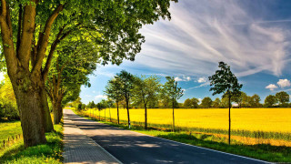 Road trees field grass blue - a line of trees free wallpaper