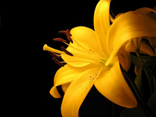Yellow flower closeup macro black - the image free wallpaper