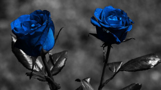 Blue roses water droplets black - background free wallpaper for desktop
