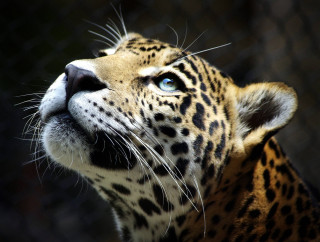 Leopard closeup looking up fence - a chain link fence behind free wallpaper