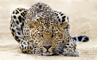 Leopard laying ground eyes closed - a leopard free wallpaper