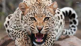 Leopard mouth open teeth wide - a leopard free wallpaper