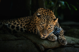 Leopard rock dark closed eyes 2 - a leopard free wallpaper for desktop