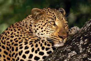 Leopard resting tree branch head - a leopard free wallpaper