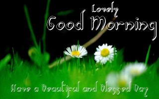 Daisies grass good morning message - free flowers wallpaper for desktop