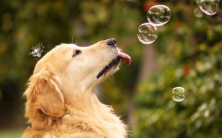 Dog blowing bubbles mouth open 2 - his mouth open free wallpaper