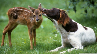 Dog deer grass licking nose - its mouth free wallpaper for desktop