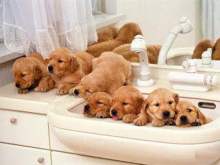 Puppies sink bathroom mirror group - a group of puppies free wallpaper