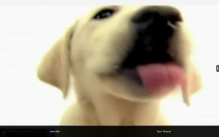 Blurry dog face tongue out - the screen free wallpaper