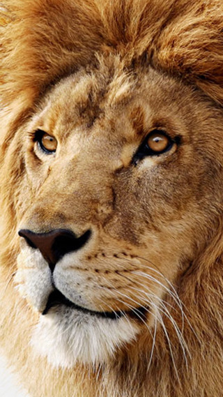 Lion closeup white background black - photorealistic free wallpaper for mobile