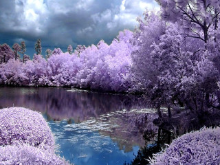 Lake purple trees bushes cloudy - bob thompson free wallpaper