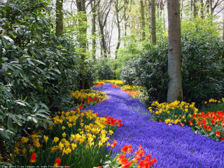 Flower path colorful forest autumn - colorful flower free wallpaper
