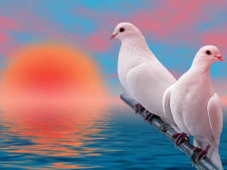 Two white birds sunset ocean - two white bird free wallpaper